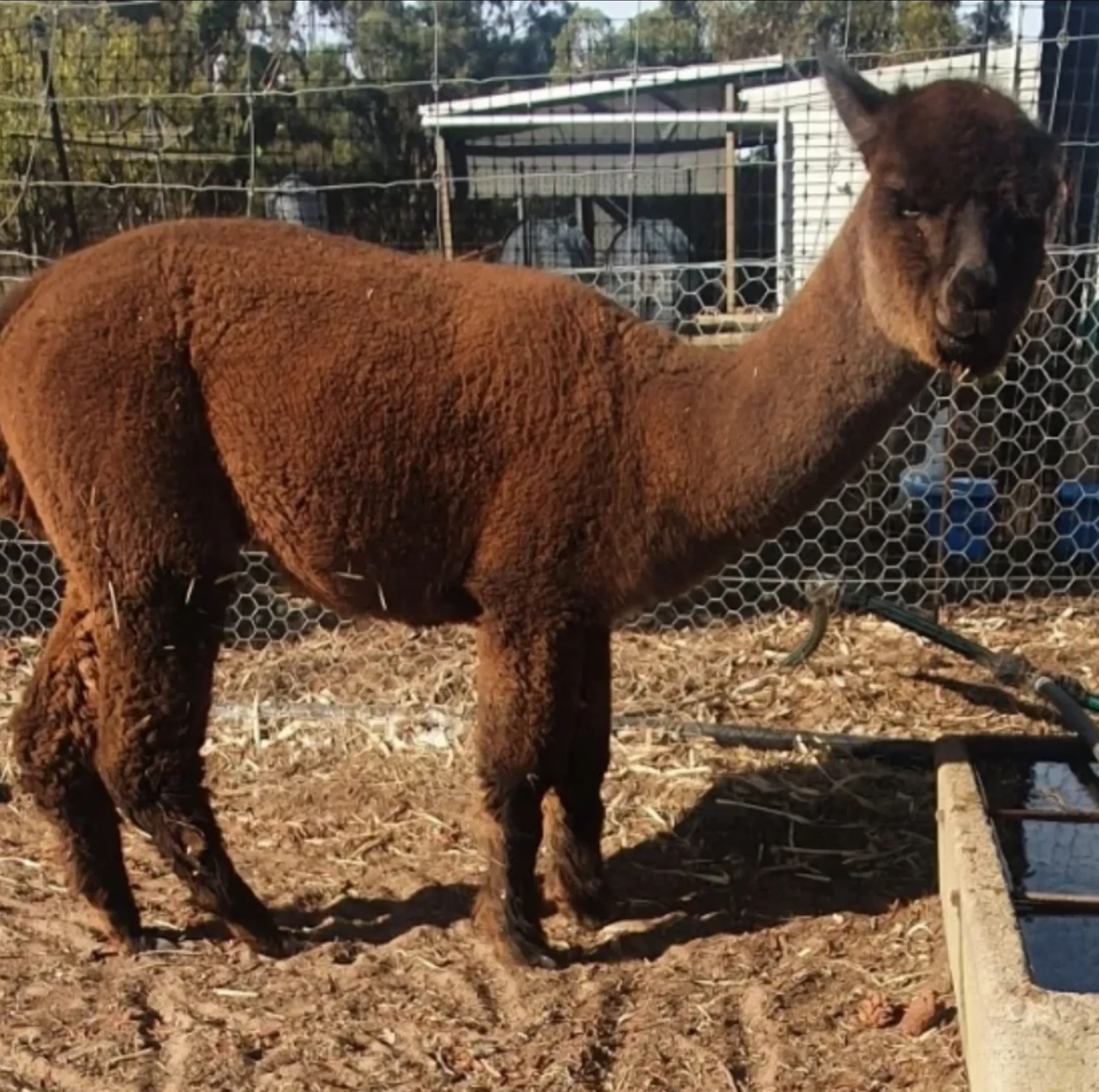 Grampians alpaca experiences