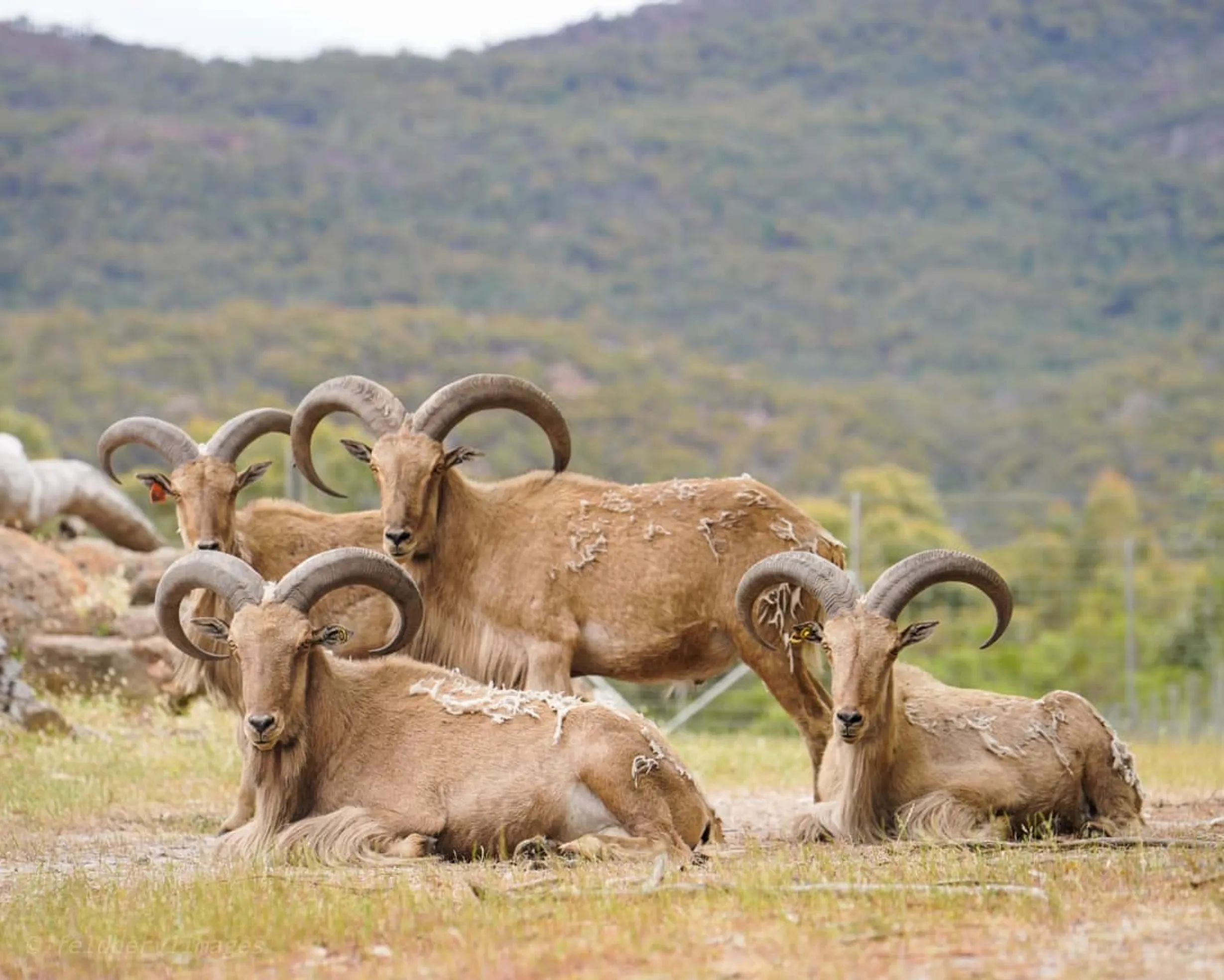 Halls Gap Zoo Grampians National Park
