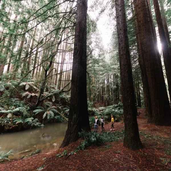 Otway Rainforest Walk