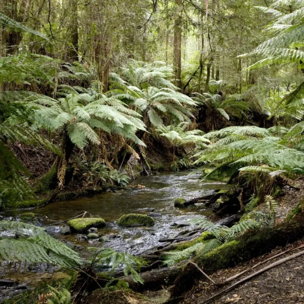 Otway discovery tour
