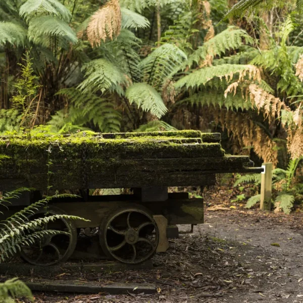 Otway discovery tour