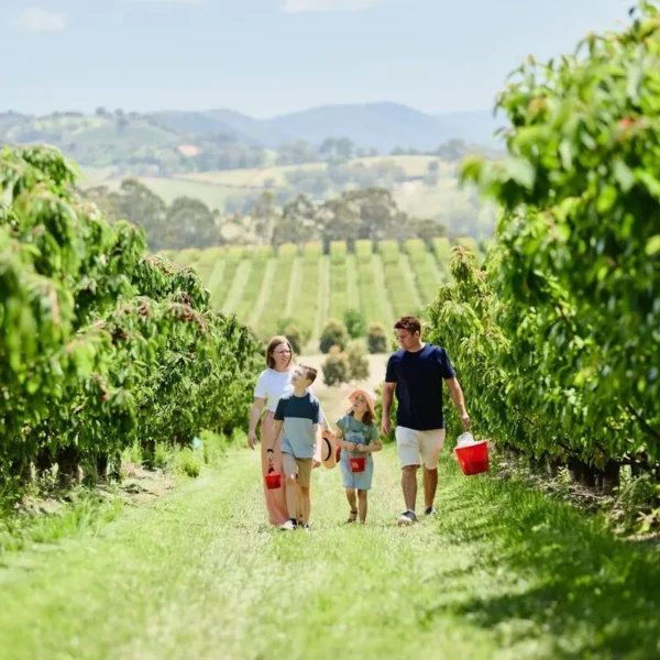 best winery tour yarra valley