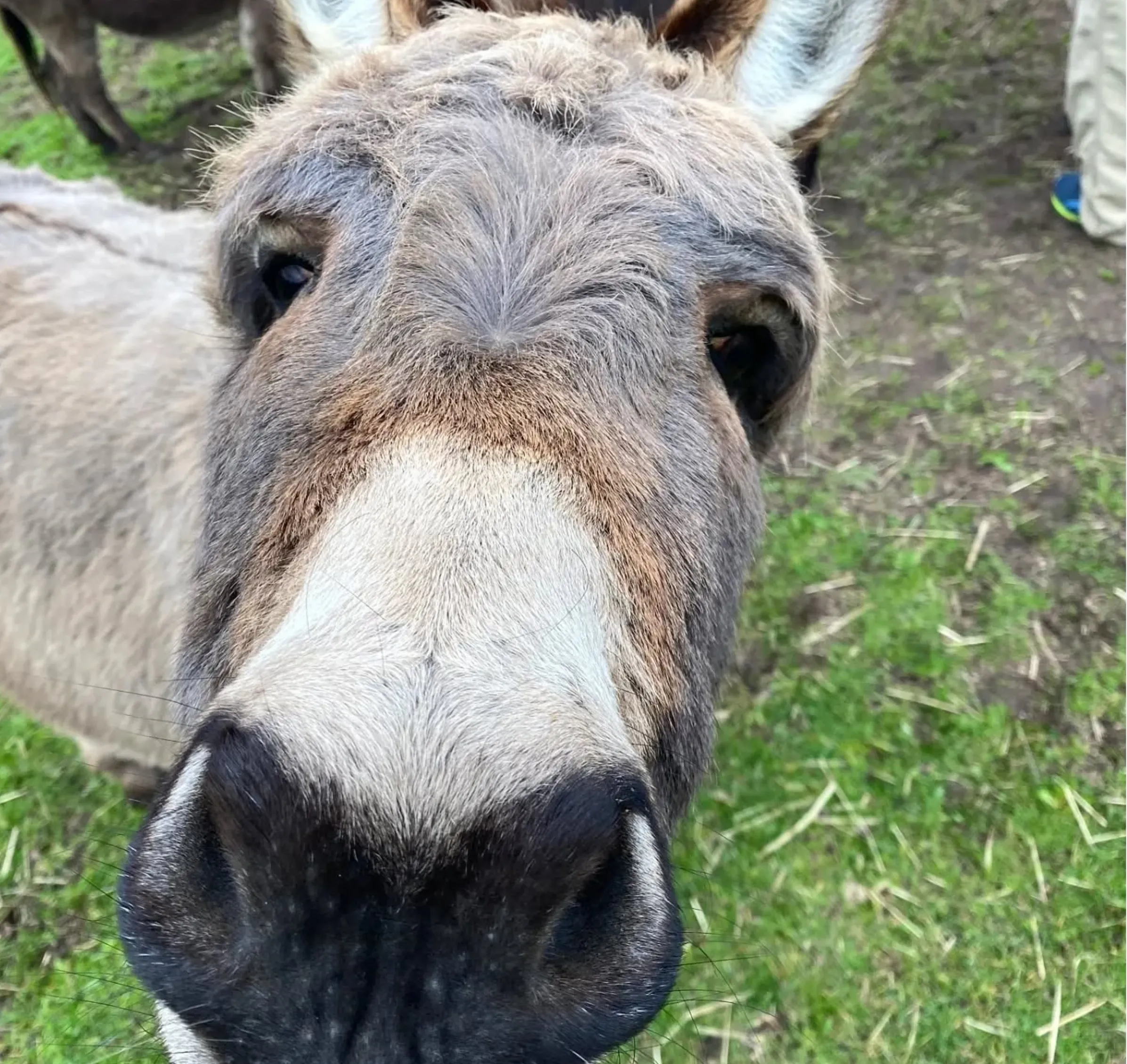 ethical alpaca breeding Victoria