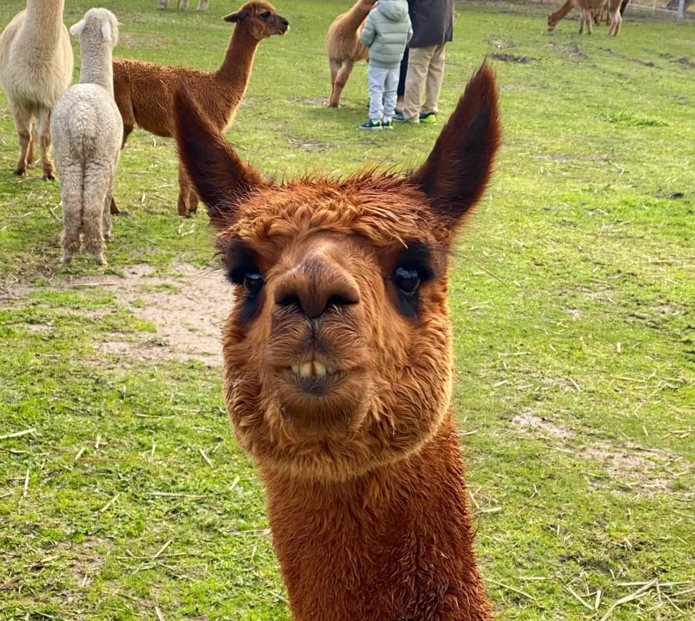 farm stay near Halls Gap