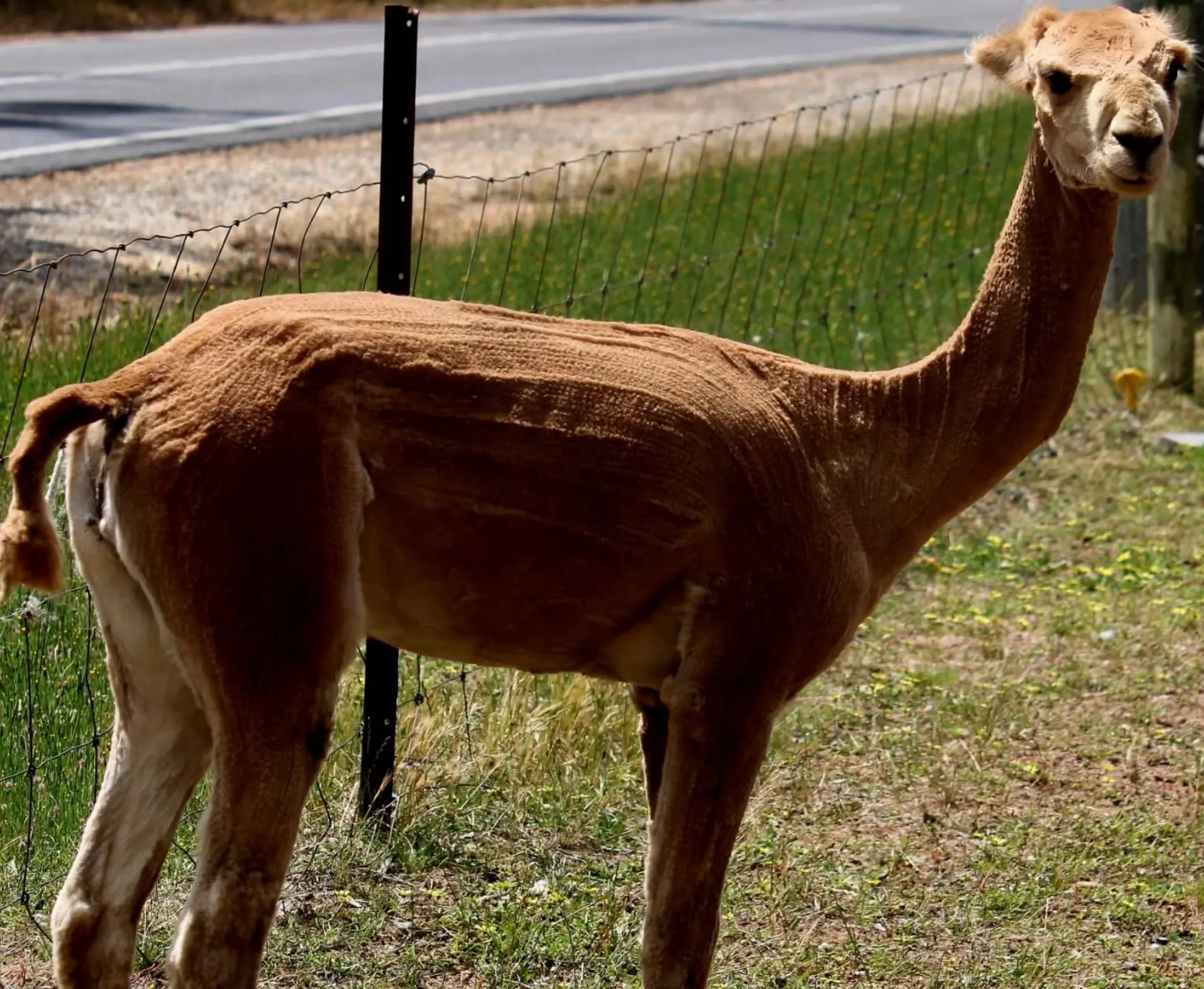 farm tours Halls Gap