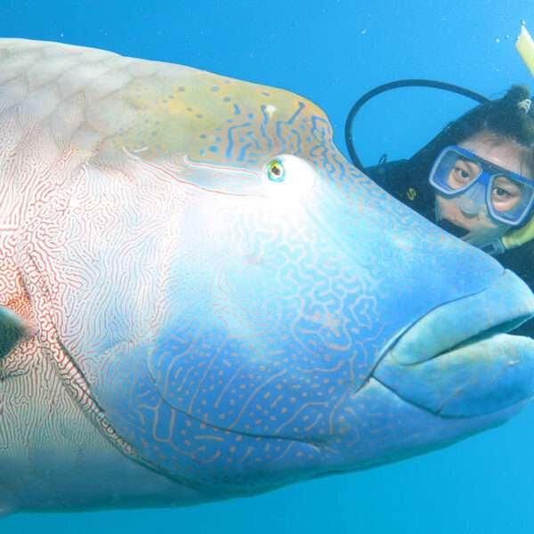 gagi-tour-outer-reef-cairns-05