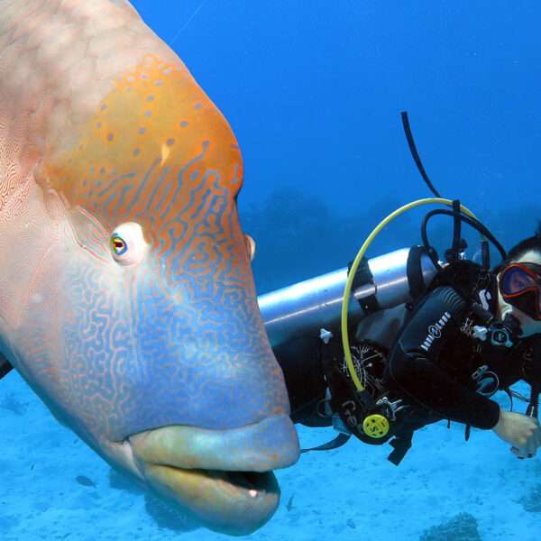 gagi-tour-outer-reef-cairns-09