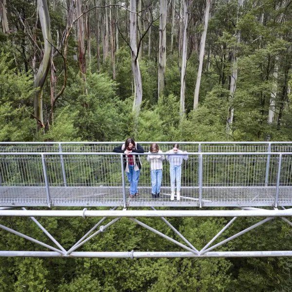 great ocean road tour reviews