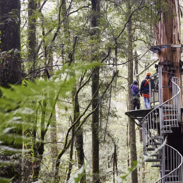 great ocean road walking tours