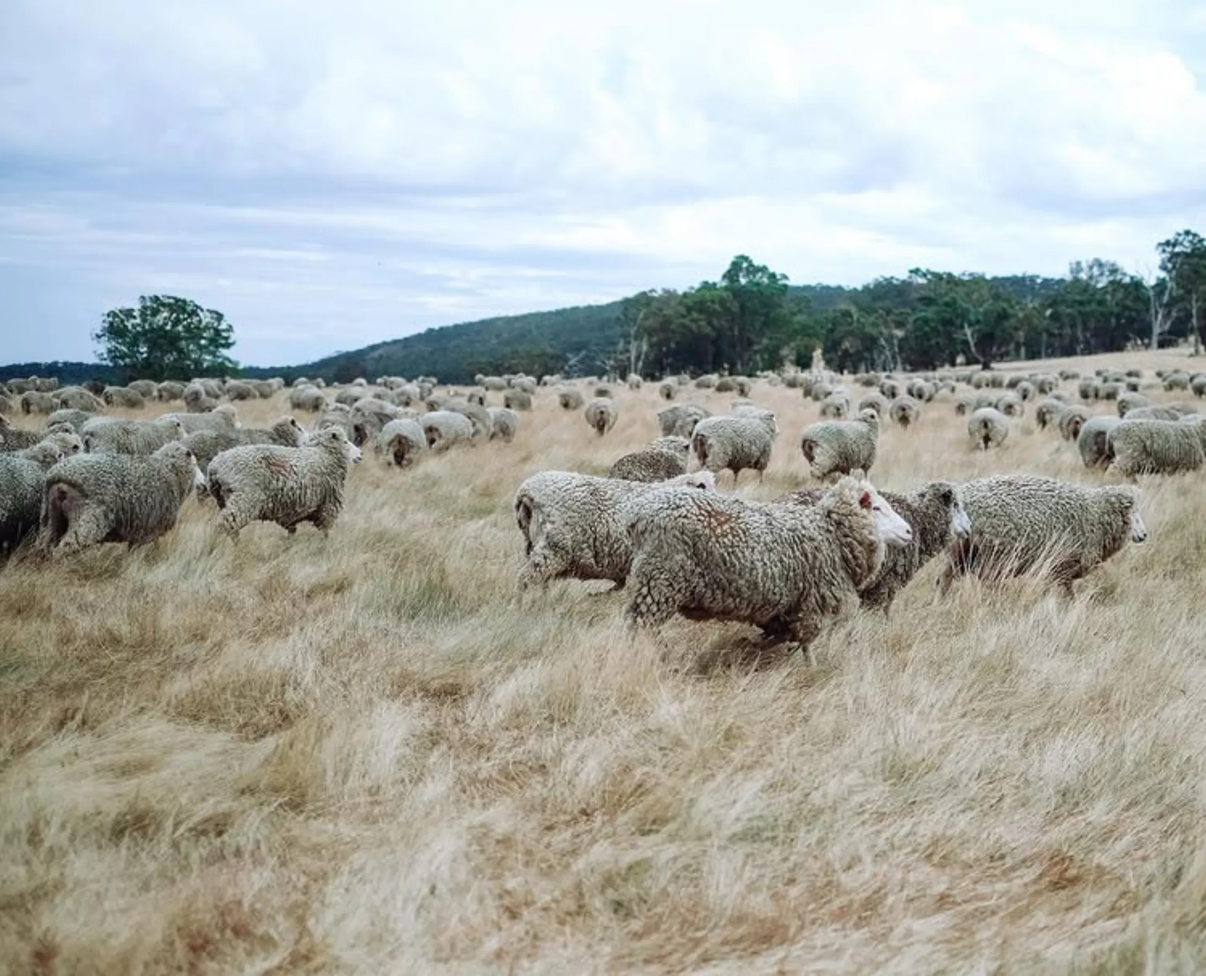 handmade jams Grampians