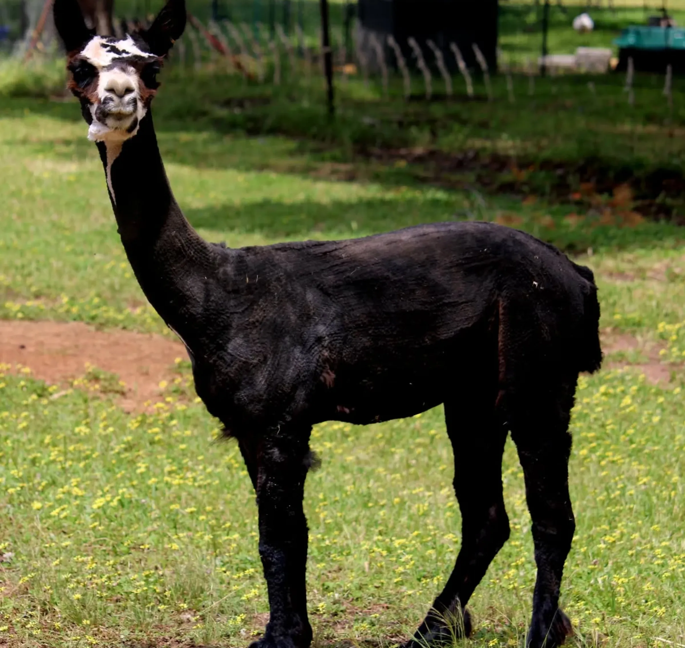 hands-on farm experience Victoria
