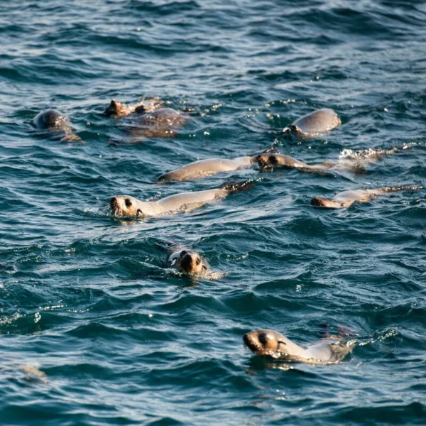marine animals