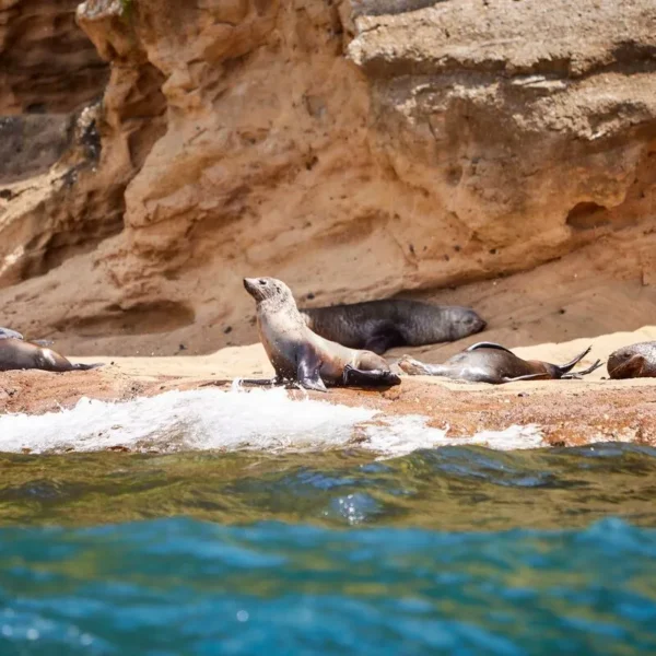 melbourne tours great ocean road