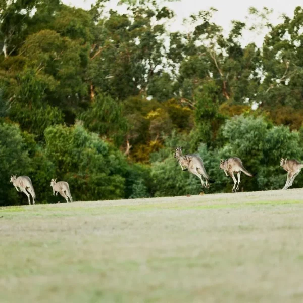 melbourne wine tour yarra valley