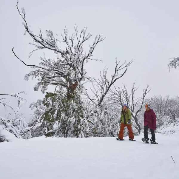 mt buller day trip