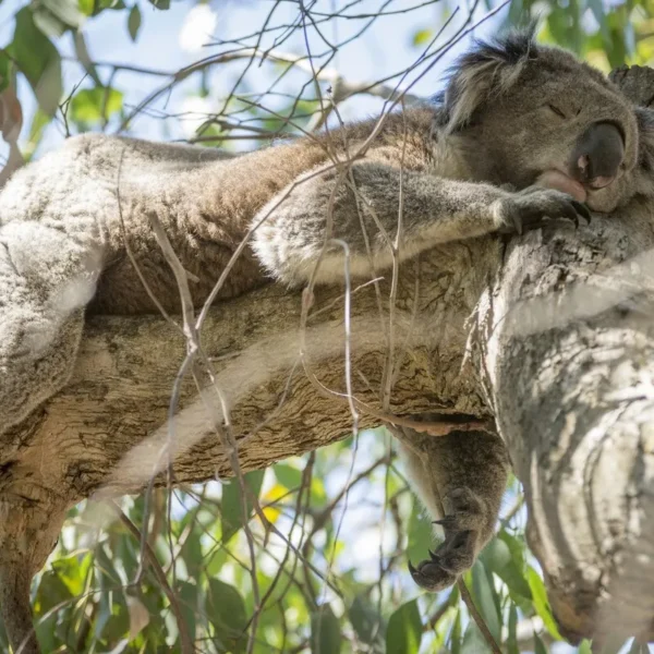 otways national park