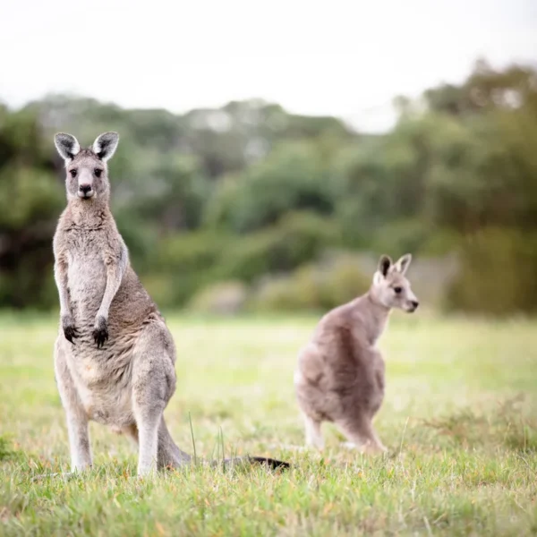 otways national park