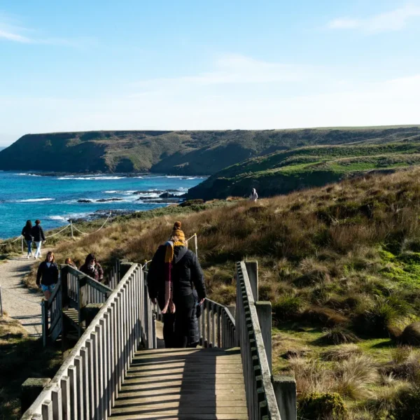 penguin parade tours