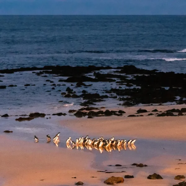 phillip island penguins tours from melbourne