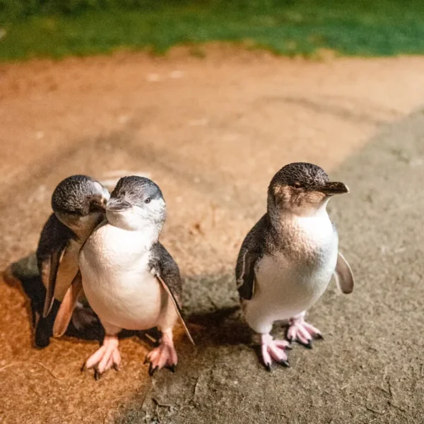 phillips island penguin tour