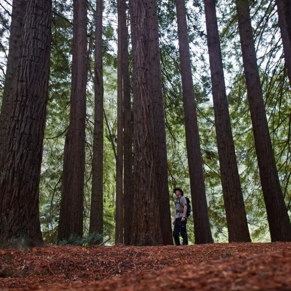 tree surfing otways