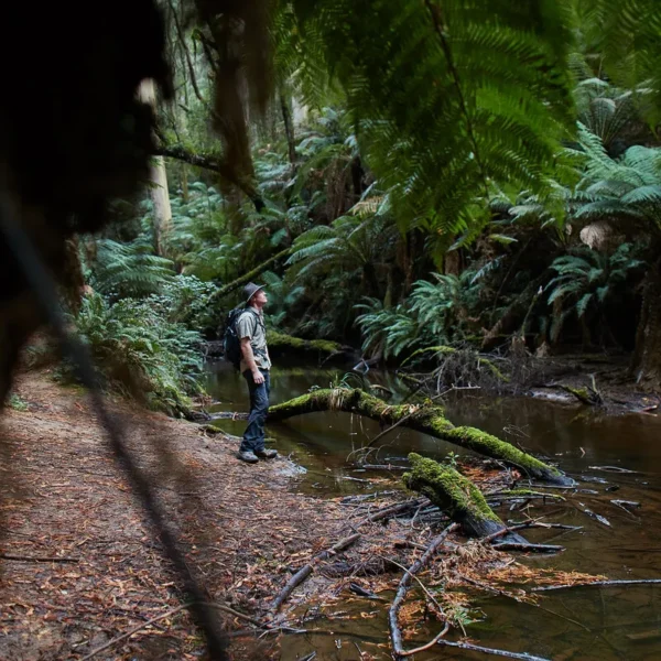 tree surfing otways