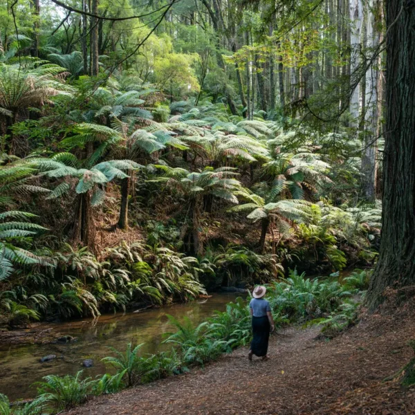 walks in the otways