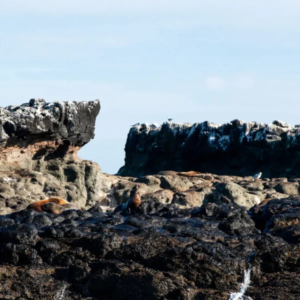 world-famous Penguin Parade