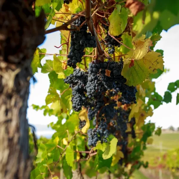 yarra valley wineries tours